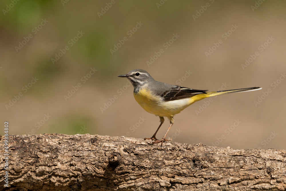 lavandera cascadeña (Motacilla cinerea) lavandera cascadeña (Motacilla cinerea)