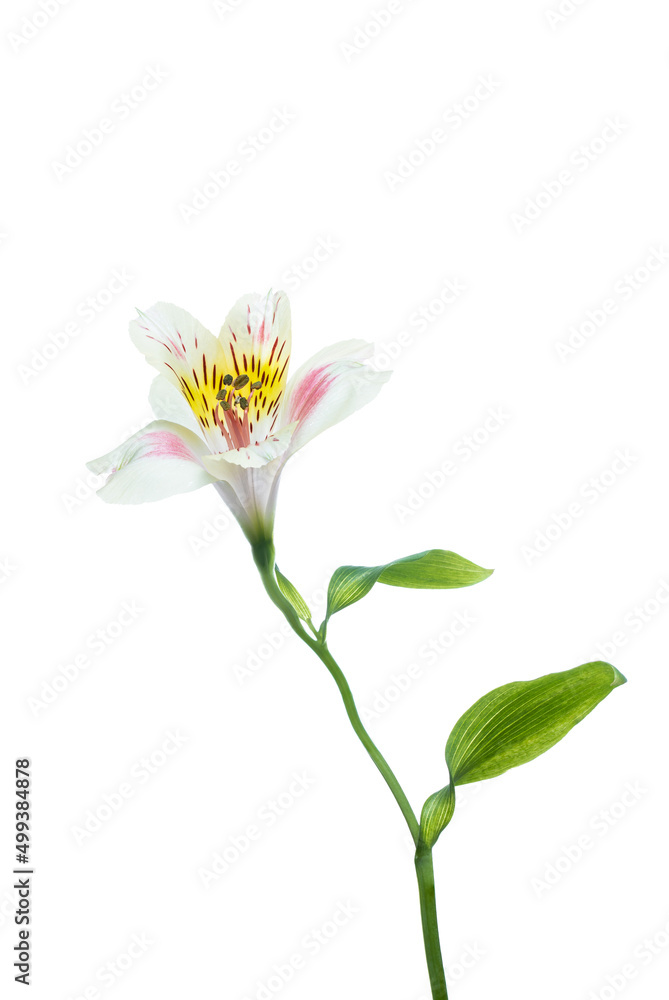 Bright alstroemeria flowers isolated on white background DOF. Large Depth of Field, macro studio shot Bright alstroemeria flowers isolated on white background DOF. Large Depth of Field, macro studio shot