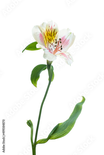 Bright alstroemeria flowers isolated on white background DOF. Large Depth of Field, macro studio shot