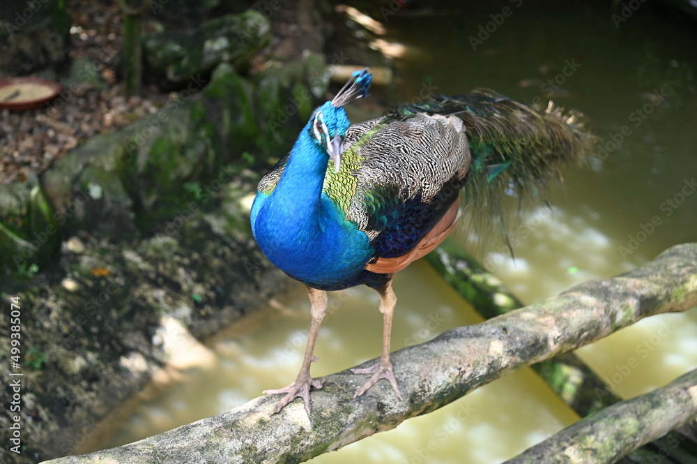 Fototapeta premium Photos of animals - peacock