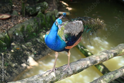 Photos of animals - peacock