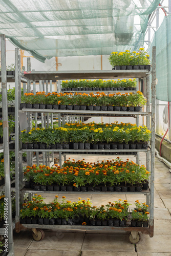 Marigolds and a box for a flower tray on a shelf in the greenhouse.
