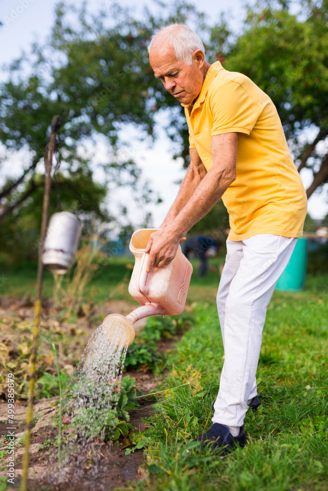 Fototapeta premium Old man watering strawberry scrubs in garden