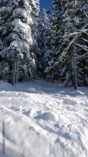 Snowy Trees