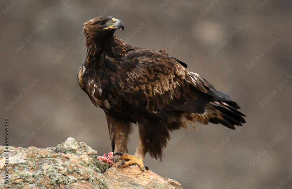 aguila real en la montaña aguila real en la montaña