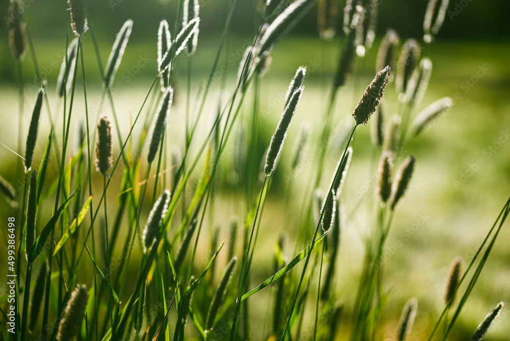 Beautiful close-up of a alopecurus, Belgium, April 2022