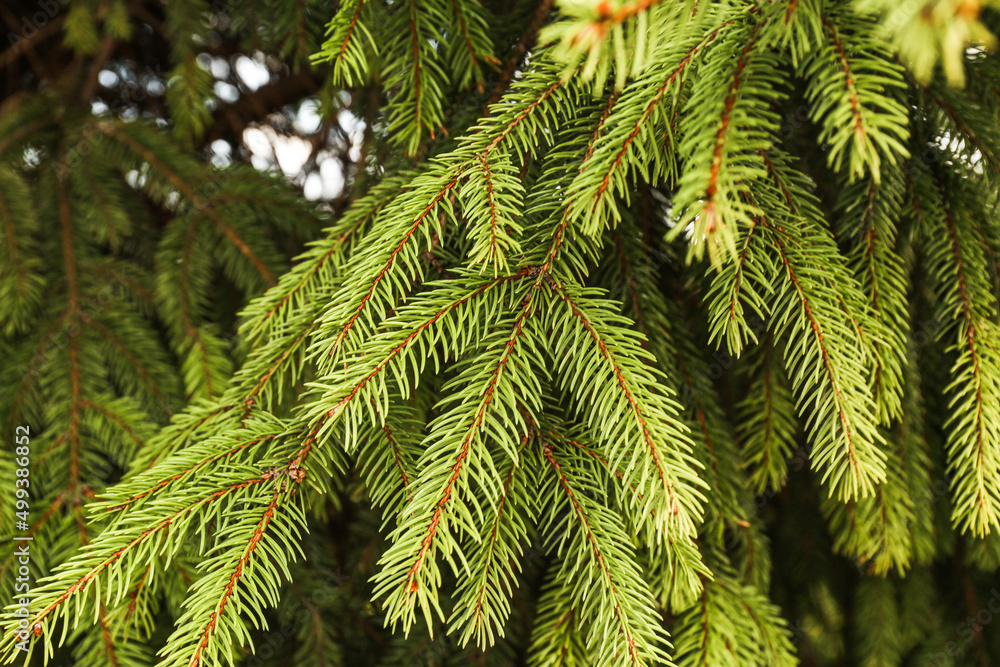 Christmas Fir tree brunch textured Background. Christmas Fir tree brunch textured Background.