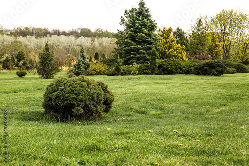 trees and bushes in the park with green grass and sunlight, fresh green nature background.