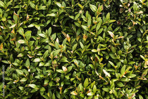 Natural green leaves background