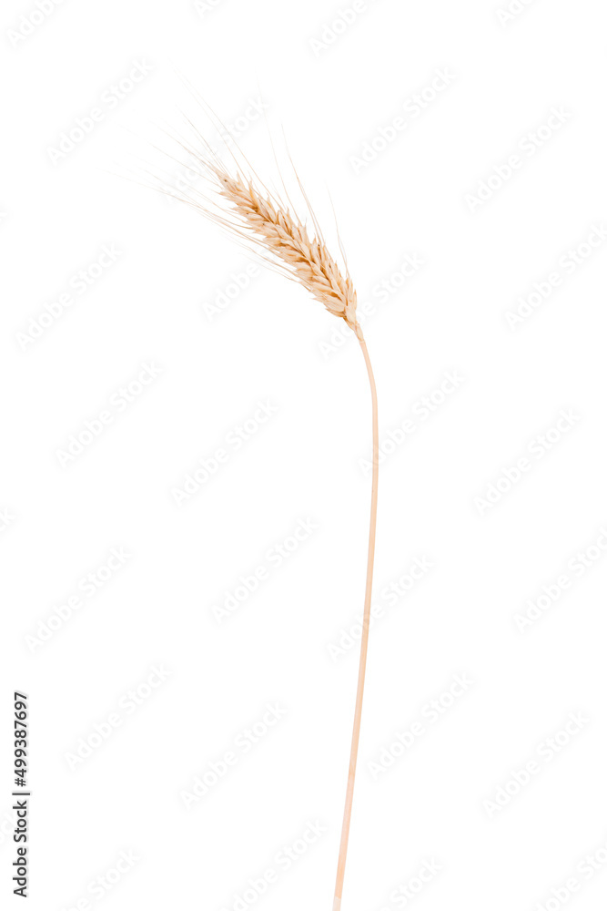 Ears of wheat isolated on white background. Ears of wheat isolated on white background.