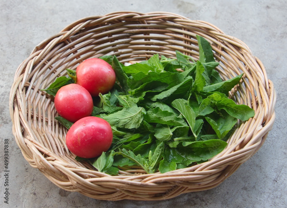 Red tomatoes and basil are placed in a basket. Red tomatoes and basil are placed in a basket.