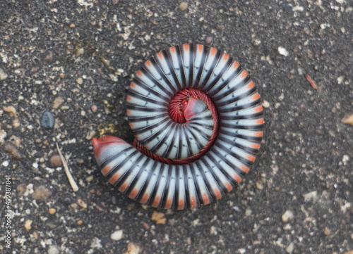 Photo A gray flaming millipede curled up on the black cement floor.