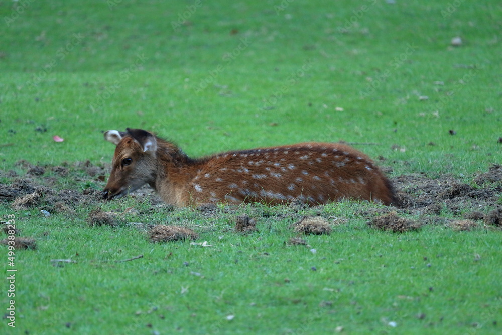 Fototapeta premium 奈良