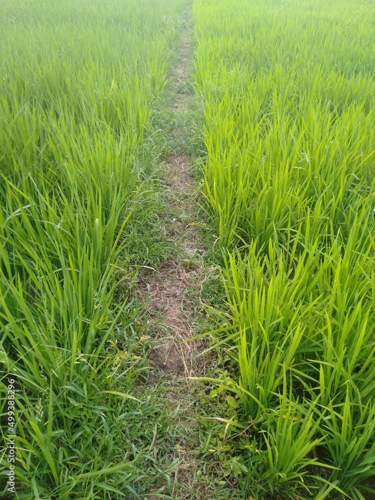 green rice field green rice field
