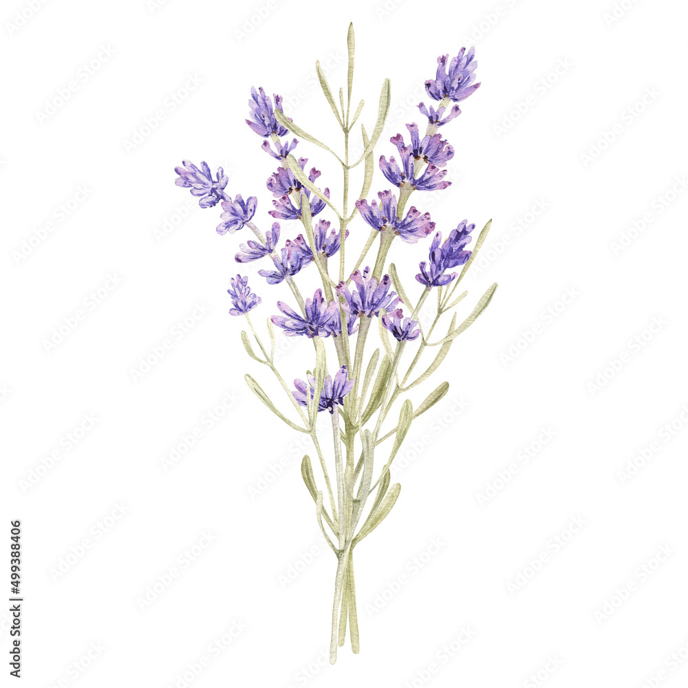 Watercolor lavender flower bouquet. Provence floral arrangement. Vintage garden. Botanical clipart. Hand painted illustration for greeting card.