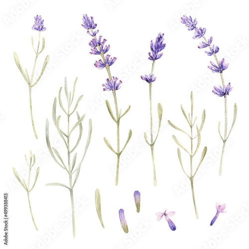 Watercolor purple lavender flower clip art Provence floral arrangement. Vintage garden. Botanical clipart. Hand painted illustration. Isolated.