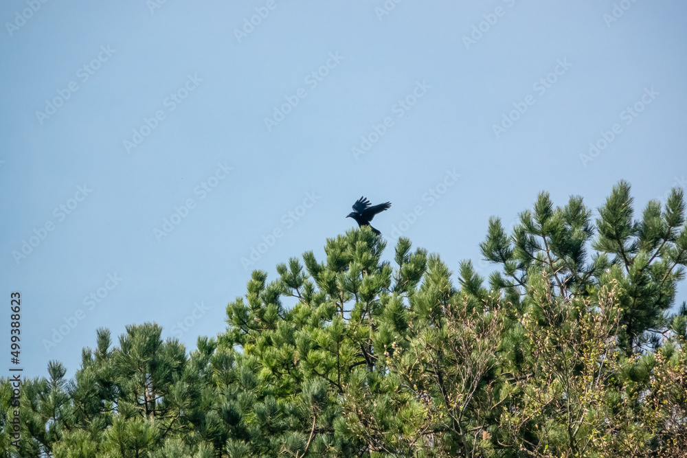 a solitary Raven (Corvus corax) finds treetop pine branches can't support the bird's weight, blue sky background a solitary Raven (Corvus corax) finds treetop pine branches can't support the bird's weight, blue sky background