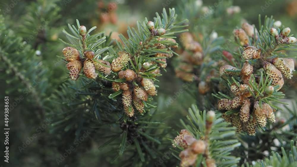 Korean fir in the wind, close up of pollen count of Korea fir , Abies koreana, slow motion Korean fir in the wind, close up of pollen count of Korea fir , Abies koreana, slow motion