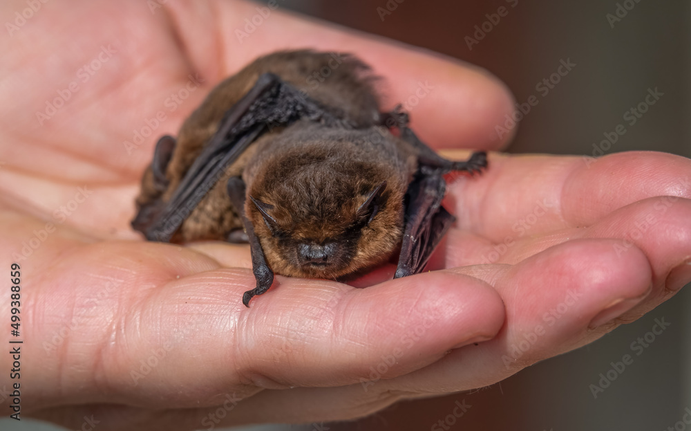 Obraz premium close up of a pair of common pipistrelle bats (Pipistrellus pipistrellus) size scaled by a human hand