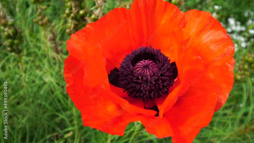 One red poppy extremely close up of petal flower. Poppies in the meadow wild poppy field, swinging by the wind. Close-up of blossoming poppies. Macro. Selective focus. Never-ending beauty of nature. One red poppy extremely close up of petal flower. Poppies in the meadow wild poppy field, swinging by the wind. Close-up of blossoming poppies. Macro. Selective focus. Never-ending beauty of nature.