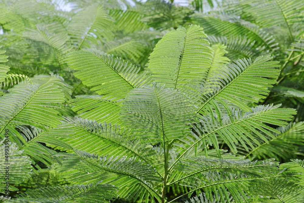 background photo of green leaves of trees in rain forest