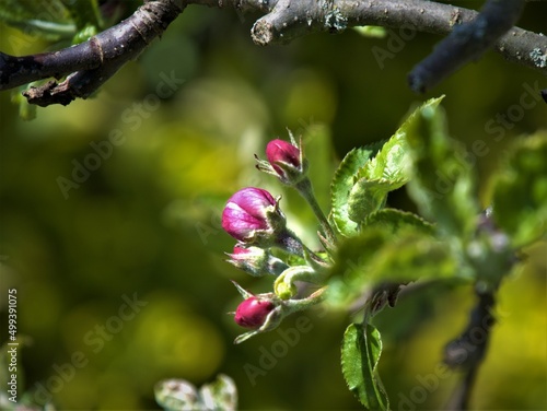 Knospen