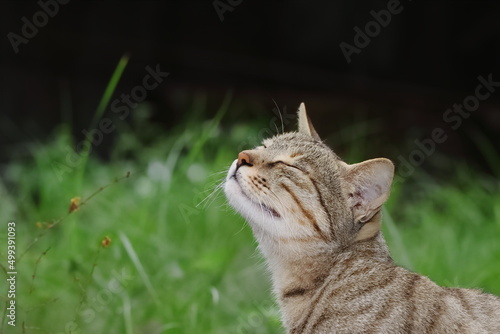 photo of A cat sitting in the garden and smelling the air