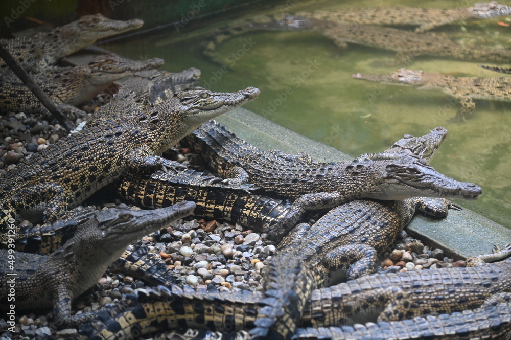 Obraz premium Photos of animals - crocodiles and alligators
