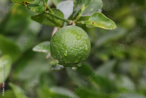 Wallpaper Mural Rain water on green raw lemon in the garden Torontodigital.ca