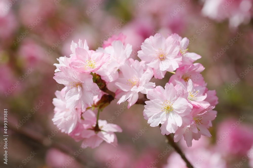 満開の八重桜のクローズアップ撮影