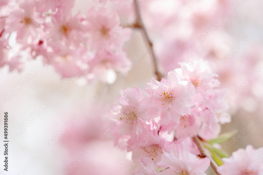 満開の八重紅枝垂れ桜のクローズアップ 満開の八重紅枝垂れ桜のクローズアップ