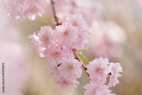 満開の八重紅枝垂れ桜のクローズアップ © naname21