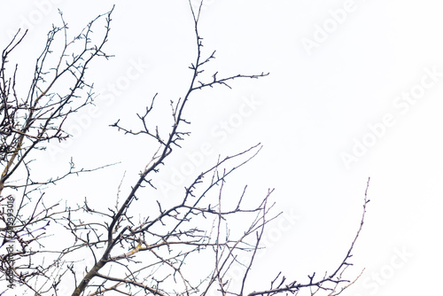 Dry bare tree branches on a background of blue sky in sunny weather
