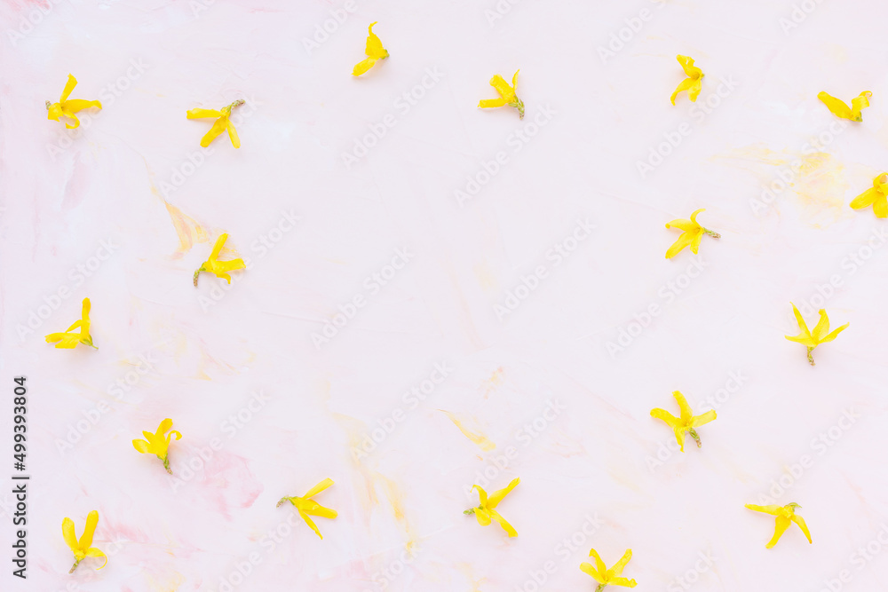 Fresh spring yellow forsythia flowers on pastel pink background. Abstract floral pattern. Spring concept. Minimalist flat lay, top view, copy space