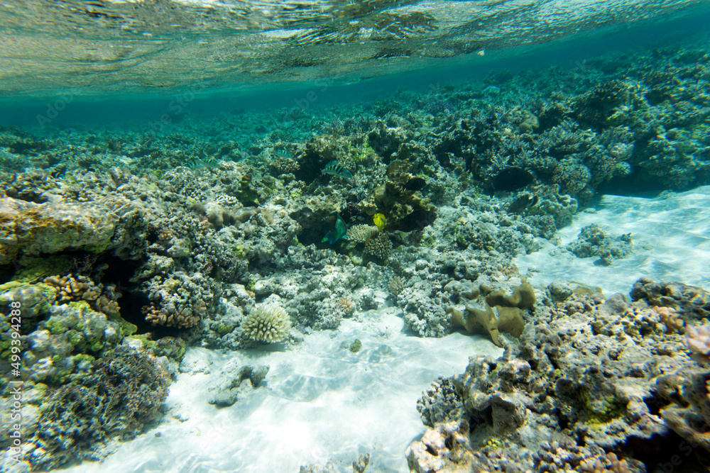 Fototapeta premium A view of coral reef