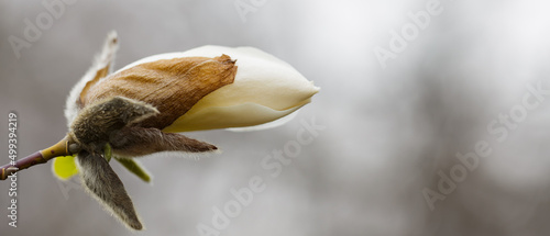 Blooming flower of white magnolia tree on blurred background. Blooming magnolia on a branch. Copy space