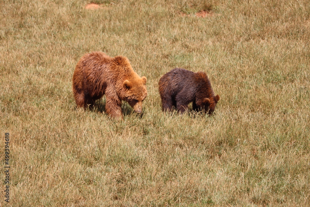 beautiful big wild brown bear dangerous Spanish claws beautiful big wild brown bear dangerous Spanish claws