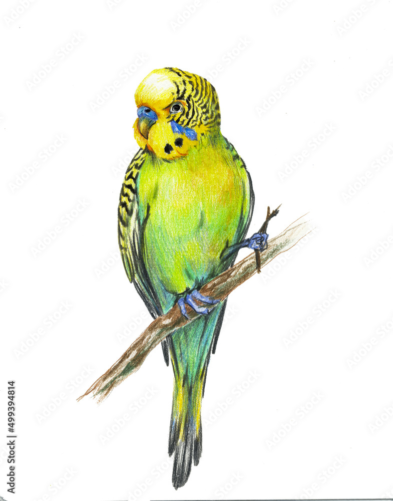 Green and yellow parrot budgerigar isolated