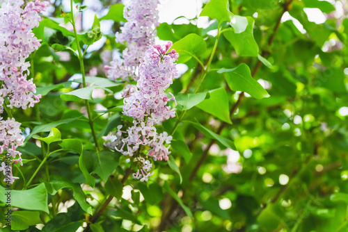Blooming pink lilac branch background. Spring concept. Closeup, selective focus, copy space.