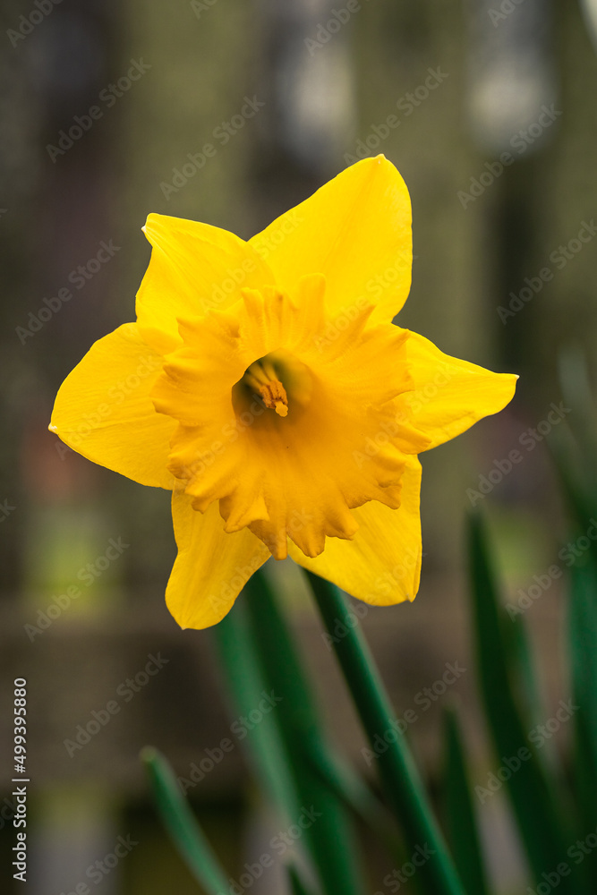 yellow daffodil flower yellow daffodil flower