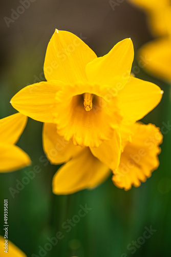 yellow daffodil flower