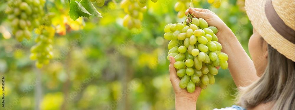 Close up on hands woman farmer harvesting ripe green grapes