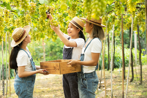 Tableau sur toile Asian kisds farmer  kids helping praents harvesting ripe green grapes in vineyar