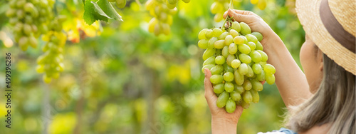 Fotografia Close up on hands woman farmer harvesting ripe green grapes