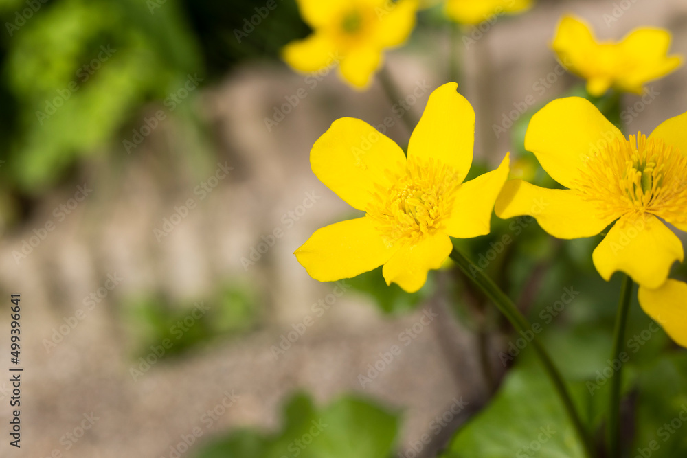 Obraz premium Buttercup flower yellow spring time pollen macro