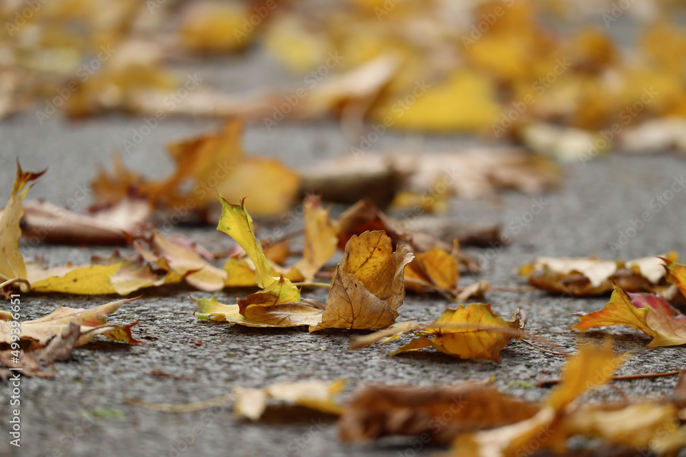 Autumn yellow and red maple leaves on gray pavement Autumn yellow and red maple leaves on gray pavement