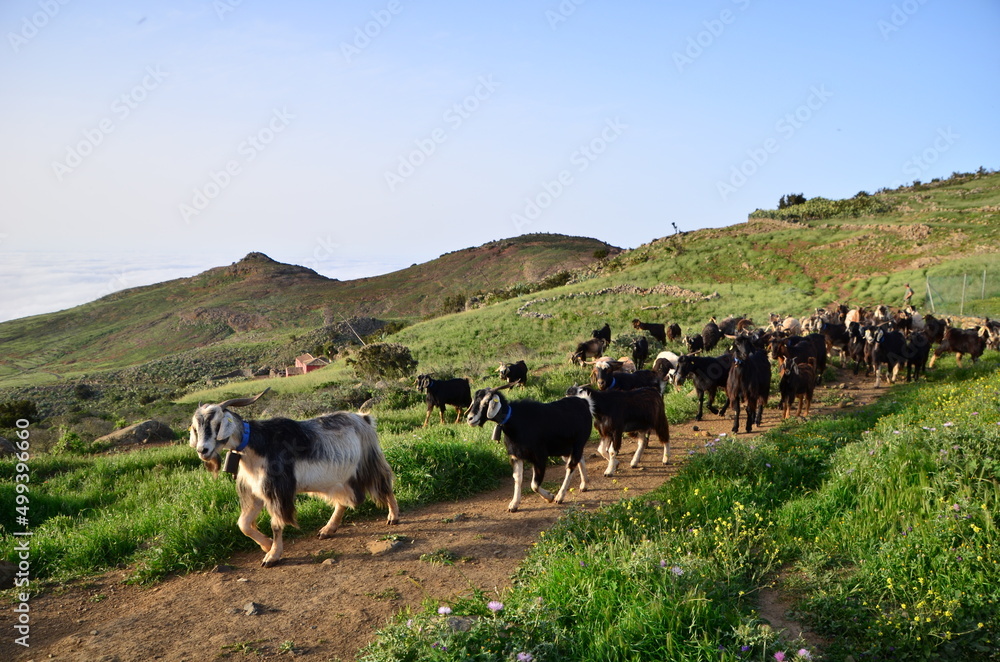 Fototapeta premium REBAÑO DE CABRAS