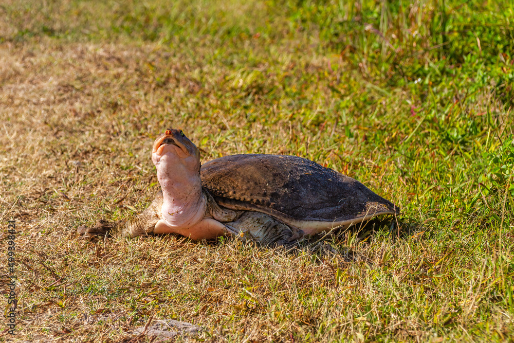 The Florida Softshell Turtle in the grass at Circle-B-Bar Reserve near Lakeland, Florida. The Florida Softshell Turtle in the grass at Circle-B-Bar Reserve near Lakeland, Florida.