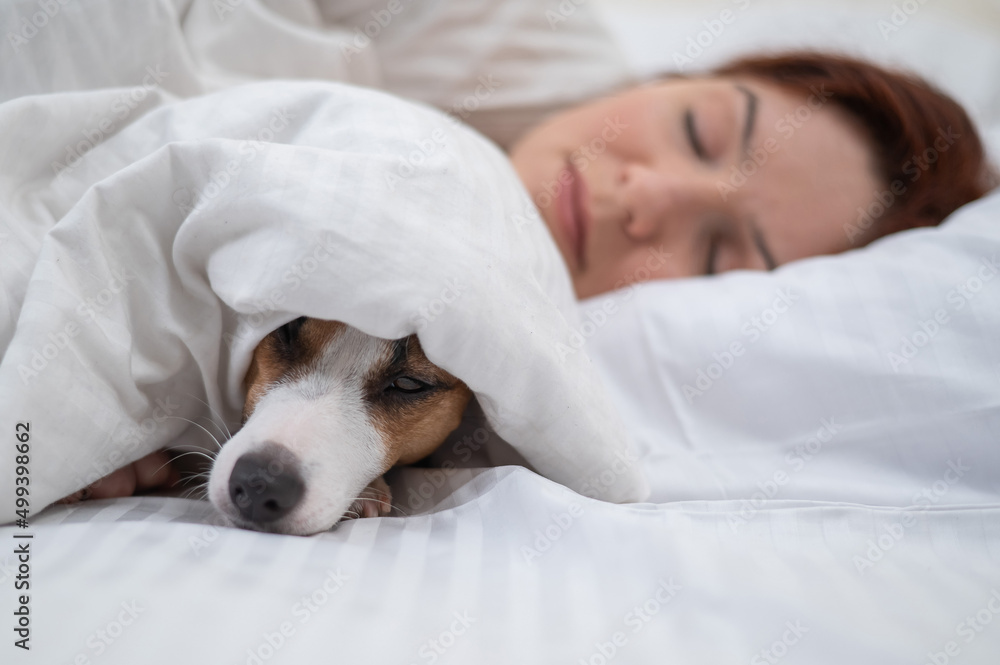 Jack Russell Terrier dog sleeps wrapped in a blanket next to his owner. Jack Russell Terrier dog sleeps wrapped in a blanket next to his owner.