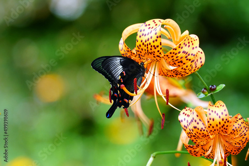 オニユリの花にとまるカラスアゲハ photo